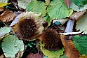 Parco Europa Autunno_060